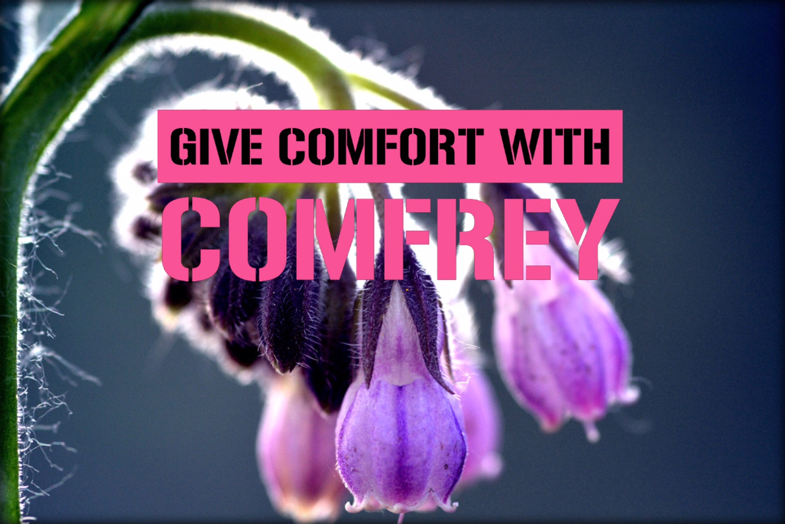 The Top 10 benefits of Comfrey? Heather Earles