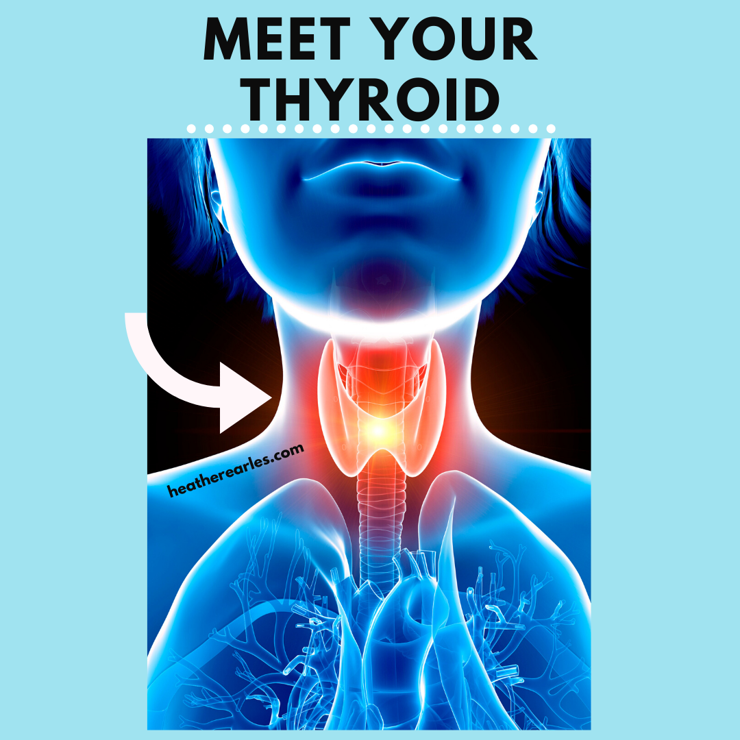 The Thyroid The ButterflyShaped Gland That Runs Your Metabolism Dr
